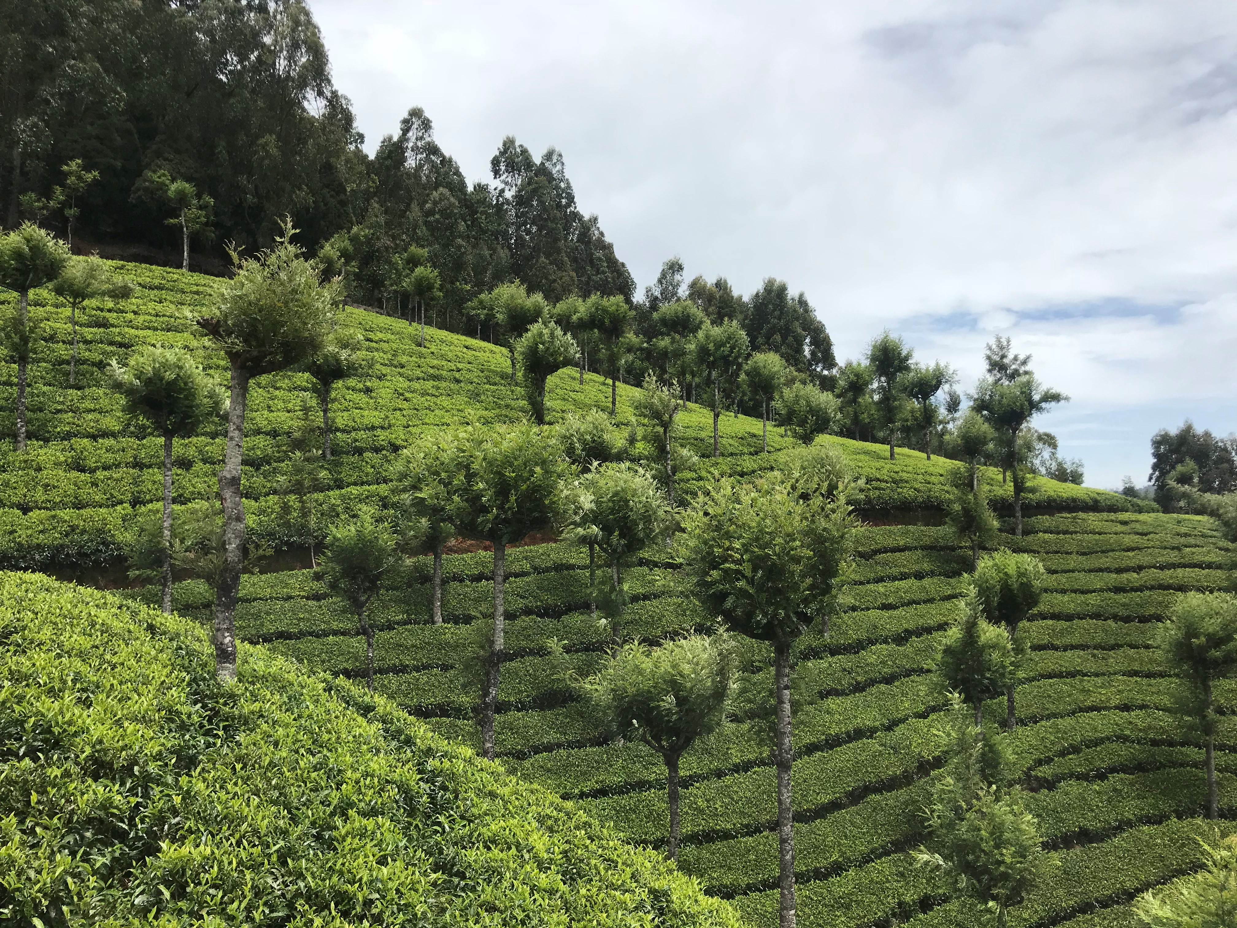 Kerala2